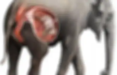 Kisah Anjing dan Gajah yang Hamil