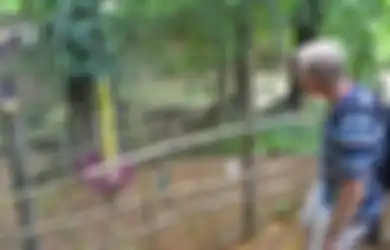 Bunga Bangkai Setinggi Dua Meter Mekar Di Kebun Raya Bogor
