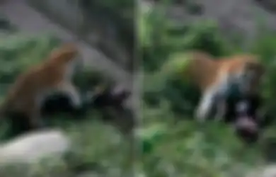 Harimau Raksasa Ini mengamuk Dan Menerkam Perawatnya Sampai.....