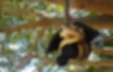 (VIDEO) Lihat Betapa Kocaknya Usaha Ular Piton Ini Menelan Kelelawar Namun.....