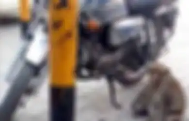 Aneh, Tolak Pisang dan Kacang, Monyet Ini Lebih Suka Makan Bensin Motor