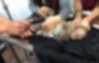 Kasihan, Kera Ini Pingsan 10 Jam Akibat Kebanyakan Minum Kopi