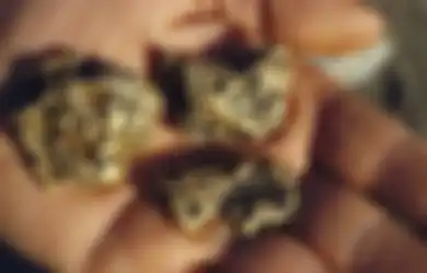 Bakteri Ini Bisa Mengubah Racun Menjadi Emas