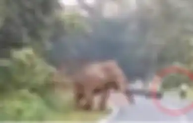 (Video) Dipotret Terlalu Dekat, Gajah Ini Marah dan Injak-injak Orang yang Memotretnya Hingga Tewas