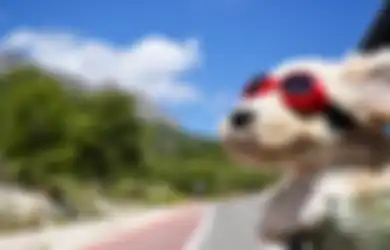 Mulai dari Makan Kotoran Sendiri Hingga Miringkan Kepala, Inilah 10 Perilaku Aneh Anjing Berikut Artinya