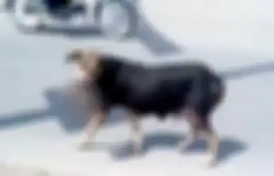 (Video) Mengerikan, Seekor Anjing Liar Gondol Bayi Baru Lahir Untuk Dijadikan Makanan Anak-anaknya