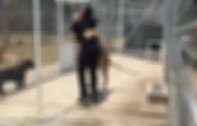 (Video) Singa Betina Ini Tak Mau Melepaskan Perawatnya, Alasannya Bikin Terharu