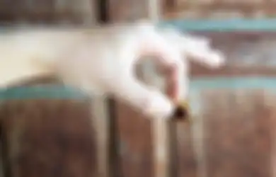 Sering Terganggu dengan Serangga di Rumah? Ini 3 Cara Alami untuk Menyingkirkan Mereka. Dijamin Ampuh!