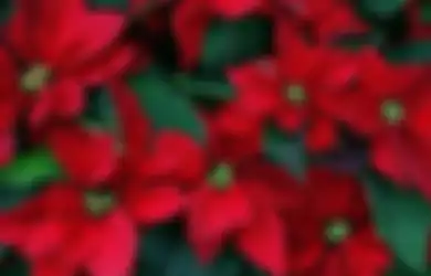 Kastuba, Tanaman Khas Menjelang Natal Ini kan Cantik Bila ‘Dipingit’ Lebih Dahulu