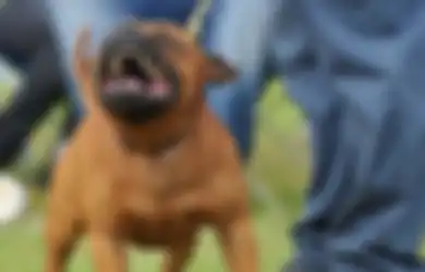 Jangan Panik Dulu Bila Ada Anjing Menyerang! 5 Cara Ini Bisa Membantu Anda Selamat dari Bahaya