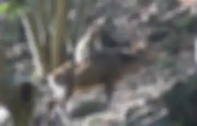 (VIDEO) Fenomena Seks antara Monyet dan Rusa Sejatinya Bukan Hal yang Baru Terjadi