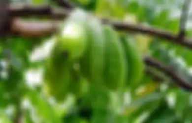 5 Manfaat Belimbing Wuluh yang Belum Kita Ketahui: Bagi yang Wajahnya Berjerawat, Tumbuhan Ini Bisa Dijadikan Masker Lho