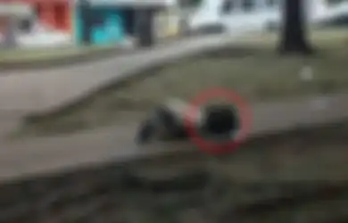 Potret Menampar Nurani! Gadis Kecil ini Kehausan dan Harus Minum Air Kubangan