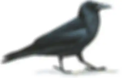Burung Gagak, Burung Pemangsa yang Cerdas, Bahkan Bisa Tiru Suara Manusia dan Hewan Lainnya