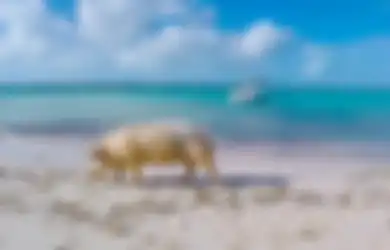 Big Mayor Cay, Pulau Unik yang Hanya Dihuni Oleh Sekumpulan Babi Liar