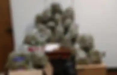 Ingin Jadikan Ganja Senilai Rp4,5 Miliar Sebagai Hadiah Natal, Kakek-Nenek pun Ditangkap Polisi