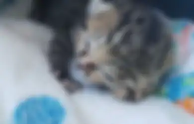Kucing Ini Terlahir Bermuka Dua, Apakah Ia 'Titisan' Dewa Janus Romawi?