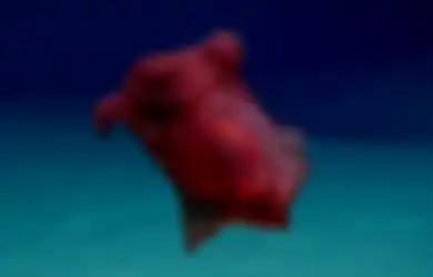 (Foto) 'Monster Ayam Tanpa Kepala' Tertangkap Kamera Penjelajah, Menambah Daftar Hewan Aneh dari Laut Dalam