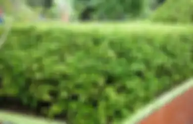 Tak Hanya Jadi Pagar Rumah, Ini 5 Manfaat Tanaman Beluntas yang Sering Dianggap Sebelah Mata dan Dilecehkan