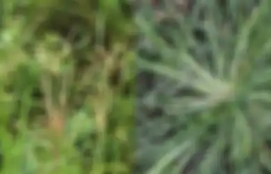 Tak Disangka! Rumput Teki Ampuh Sebagai Obat Herbal, Tanggulangi Darah Tinggi Hingga Kista