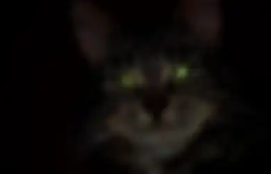Benarkah Kucing dan Anjing Melihat 'Roh'? Berikut Penjelasan Ilmiahnya