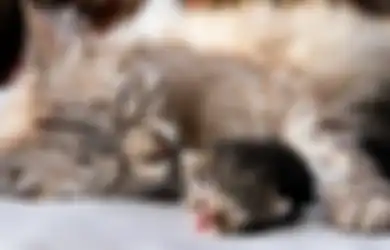 Meski Sudah Dewasa, Kita Tetap Membutuhkan 'Ari-ari' dalam Kehidupan Kita