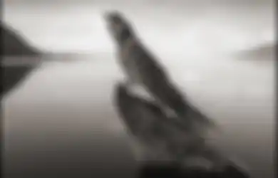 (Foto) Oh Betapa Mematikannya Danau Ini yang Bisa Mengubah Makhluk Hidup Menjadi Batu