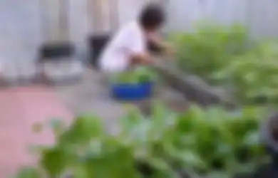 Layak Dicoba, Memanen Sayuran dari Teras Rumah Sendiri! Hemat dan Sehat