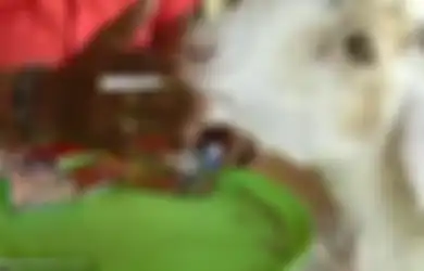(Video) Kecanduan Nikotin, Kambing Ini Lebih Memilih Rokok Dibanding Rumput. Efeknya di Luar Dugaan