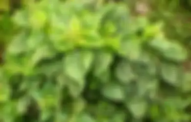 Tak Perlu Obat Peninggi Badan, 6 Sayuran Ini Bisa Tambah Tinggi Badan Meski Masa Pertumbuhan Sudah Lewat