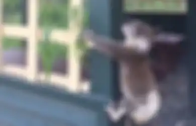 Keji! Bukannya Dikubur, Koala Mati Ini Malah Dipaku untuk Dijadikan ‘Pajangan’