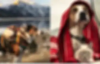 Foto-foto Langka Persahabatan Anjing dan Kucing yang Menghangatkan Hati