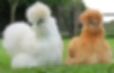 Inilah Silkie, Ayam Unik yang Punya Bulu Tebal dan Sehalus Sutera. Sangat Mirip Anak Kucing!