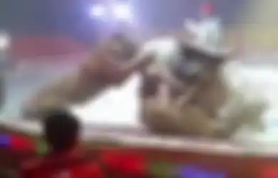 (Video) Naluri Alami Lepas Kendali, Singa dan Harimau Sirkus Ini Serang Seekor Kuda saat Latihan