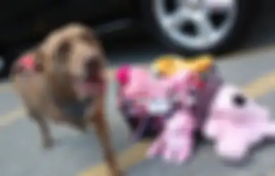 Mengharukan, Inilah 7 Kisah Heroik para Anjing yang Membuat Hati Kita Tergugah