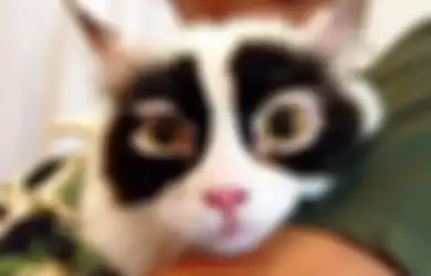 (FOTO) 10 Kucing Ini Punya Motif Bulu Paling Unik Sekaligus Lucu! Anda Pasti Tertawa Melihatnya!