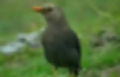 Misteri Anis Gunung, Burung Pengawal dan Penunjuk Jalan Para Pendaki Gunung 