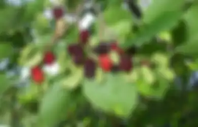 Murbei Buah Kecil nan Manis, Bermanfaat Mencegah Kanker dan Melancarkan Pencernaan Juga Lho