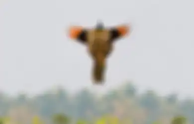 (Foto) Inilah Kumpulan Foto Menakjubkan Ketika Burung Merak Sedang Terbang