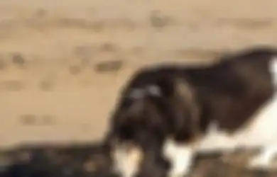 5 Benda Aneh Temuan Anjing Saat Jalan-jalan Bersama Tuannya. Nomor 4 Mengerikan Sekaligus Menjijikan