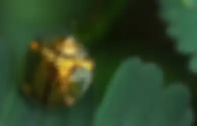 Dulu Disepelekan, Kepik Emas Kini Justru Jadi Kumbang Incaran dengan Harga Mahal!