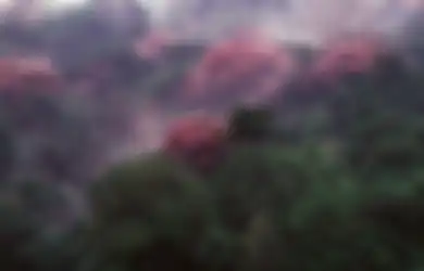 Perubahan Iklim Membuat Hutan Panama Ini Tampak Lebih Cantik dari Sebelumnya