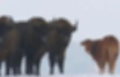 Berada di Kawanan Bison, Hewan Ini Sempat Disangka Sebagai Mutan