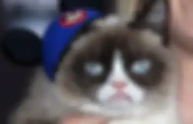 Menangkan Tuntutan Kontrak Iklan, Kucing Ini Jadi Kucing Terkaya di Dunia