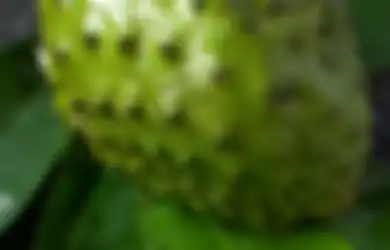 Dari Diabetes Hingga Kanker, Inilah Daftar Penyakit yang Sanggup Disingkirkan Daun Sirsak, Ini Cara Mengolahnya!