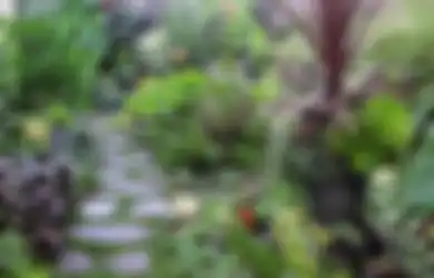 Dari Tahi Kotok Hingga Tapak Dara, Inilah 7 Tanaman Hias yang Juga Berkhasiat Untuk Obat Herbal