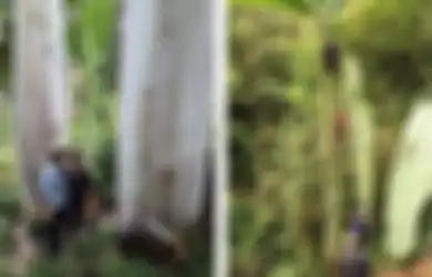 Hanya Tumbuh di Indonesia, Pisang Raksasa Setinggi 25 Meter dan Buahnya Seberat 60 Kg