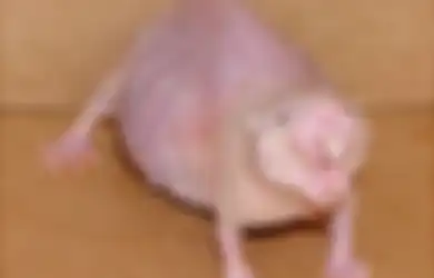 Wow, Peneliti Temukan Tikus Mole ‘Telanjang’ Memiliki Kekuatan Layaknya Super Hero, Kekuatan Apa Itu?