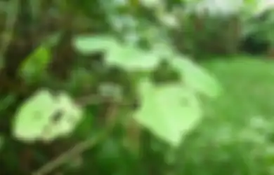 Hati-hati, Inilah Tanaman Pembunuh Manusia yang Hidup di Indonesia