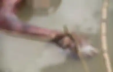 Jahat! Berstatus Punah, Orangutan Langka Ini Justru Dipenggal dan Ditembaki